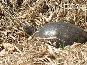 Closeup of a Blanding's turtle lying in dry brown grasses.