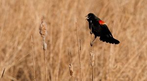 A red winged blackbird perched on a blade of grass in a field.