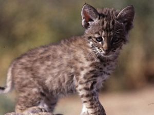 Closeup of a bobcat kitten.