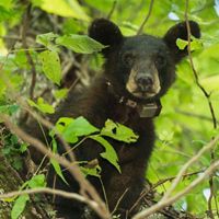 A black bear peeks through a tree.