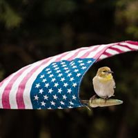 An American flag curls over a goldfinch that is sitting on the tip of the flag.