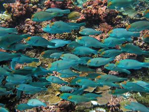 a school of tropical blue fish.