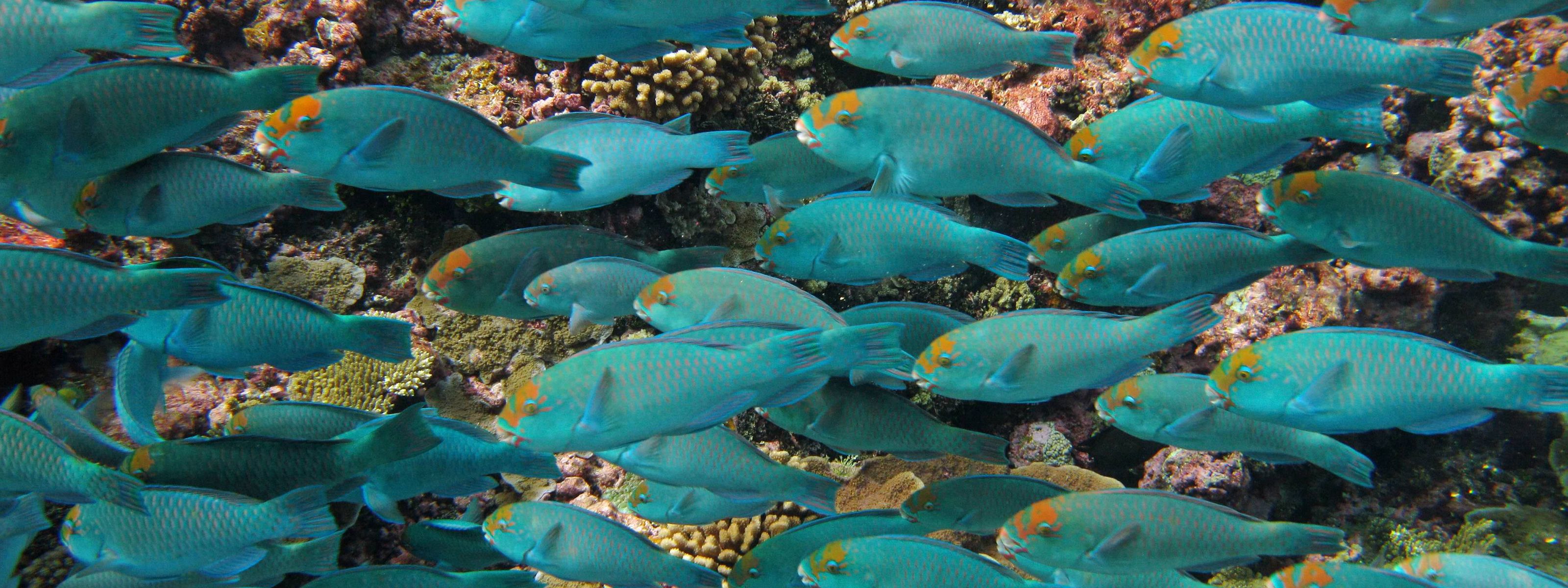 A school of colorful parrotfish.