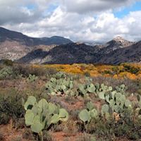 Fall colors at Gila Preserve in New Mexico. The Gila Riparian Preserve protects more than 1000 acres of the Southwest's fragile riparian habitat and the verdant gallery woodland along the Gila River, the last of the Southwest's major free-flowing rivers.