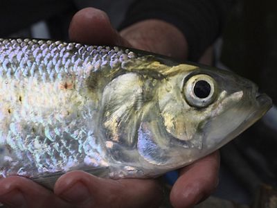 American Shead