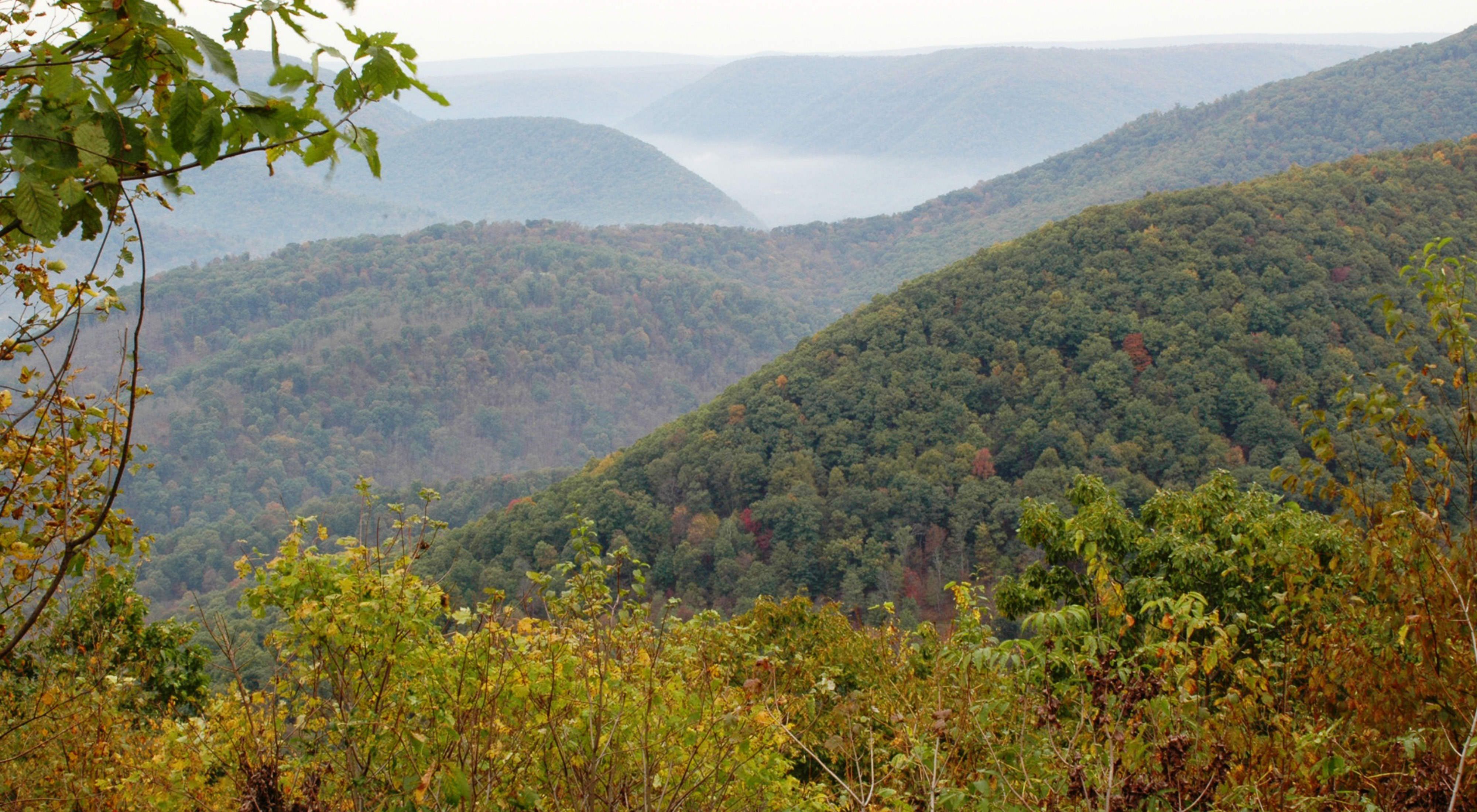 Rolling mountain ridges extend to the horizon blanketed in mist. In the foreground, leaves are just beginning to show fall color. In the background, heavy fog sits in a deep valley.