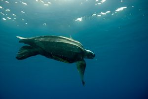 A large sea turtle swims underwater.