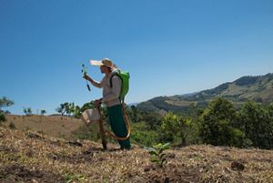 A tree planter holds a seedling as he gets ready to plant it in a degraded forest of Brazil. 