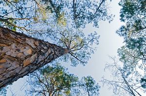 Looking up the trunk of a towering tree toward its upper branches and the sky.