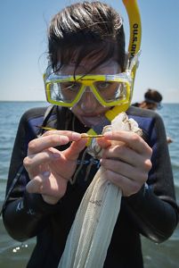 A woman wearing a yellow snorkeling mask looks closely at an eelgrass shoot that she holds stretched between her fingers.