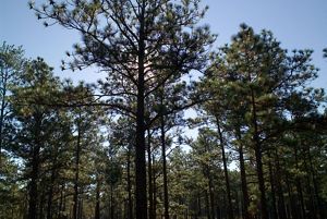 A forest of longleaf pine trees.