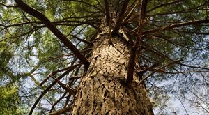Large evergreen branches reach out from a thick tree trunk.