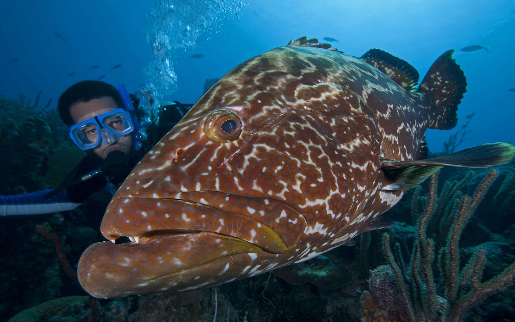 Nassau grouper A TNC marine scientist gets up close and personal with a grouper. © Jeff Yonover