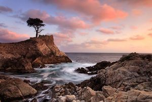 Sunset over lone cypress tree along rocky coastline.