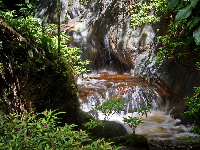 Freshwater flows through a small creek in the Andes region of Colombia, South America.