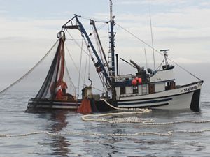 A fishing boat with nets deployed floats in the ocean.