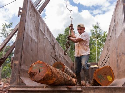 Leonardo Reyes Peregrino loads Chico Zapote logs onto a truck with a crane in a clearing in the tropical rainforest around Noh Bec, Quintana Roo.