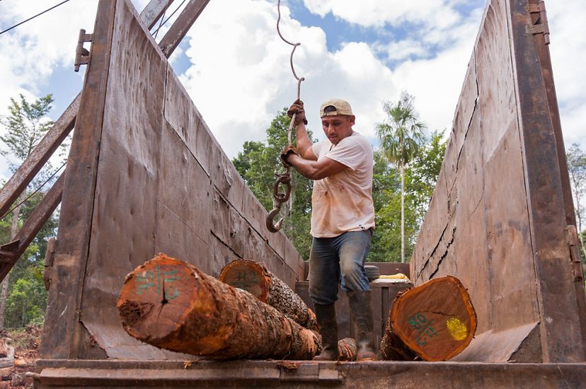 Leonardo Reyes Peregrino loads Chico Zapote logs onto a truck with a crane in a clearing in the tropical rainforest around Noh Bec, Quintana Roo.