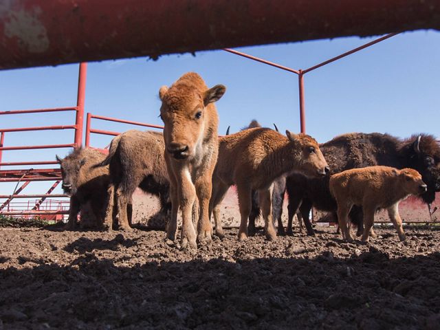 Close up of bison calves in a corral.