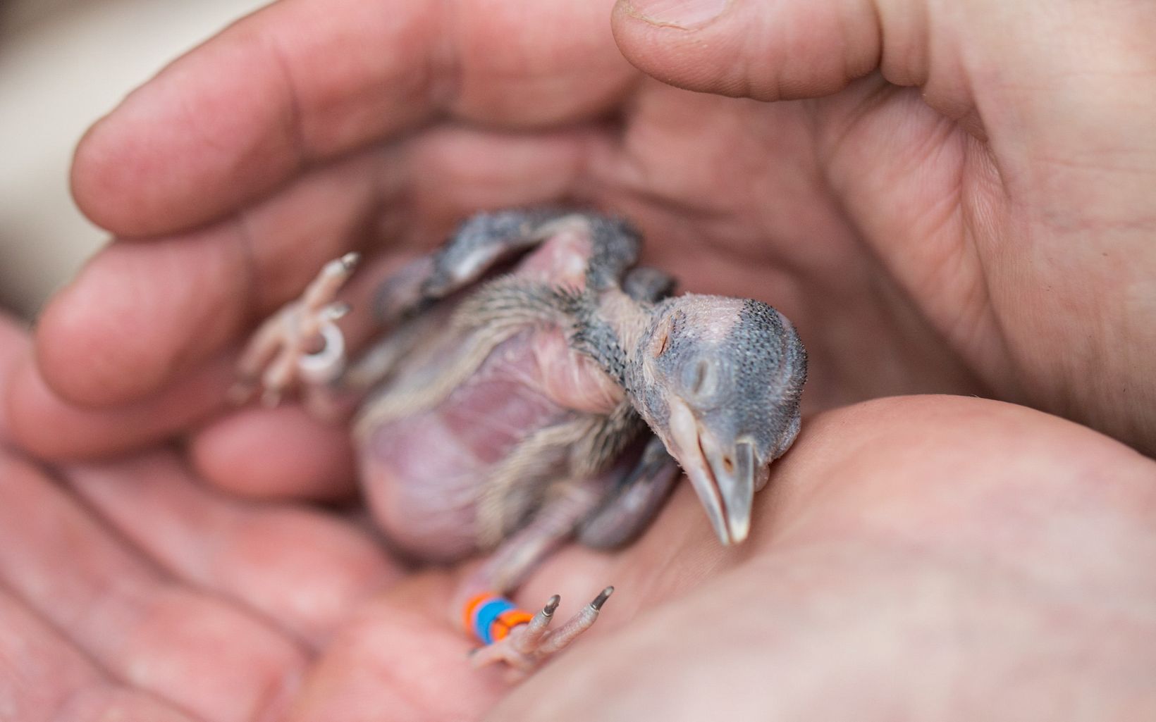 A newly banded red-cockaded woodpecker nestling.  The bands help scientists track the birds throughout their lifetime.