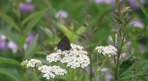 Wildflowers emerge from green grasses.