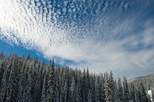 Bosque Siempreverde cubierto de nieve y el cielo