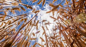 Photo from ground level looking upward at wheat crops and sky.