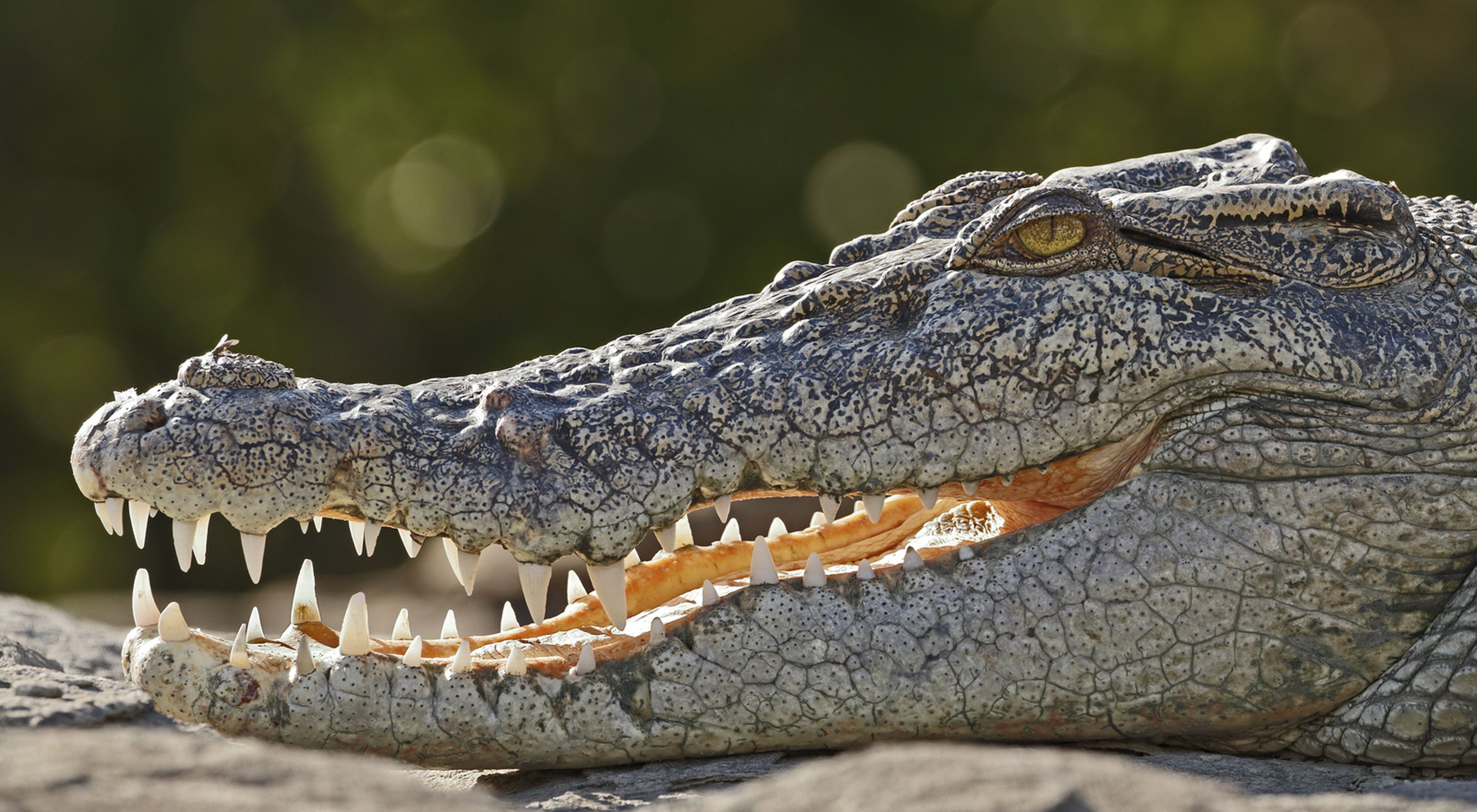 up close image of saltwater crocodile face side on