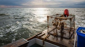 A crab pot covered in seaweed sits on the bow of a boat. An orange float sits on top of it. The sun reflects on the gently rolling Atlantic Ocean in the background.