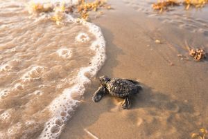 A tiny sea turtle hatchling in the sand as water laps up nearby.