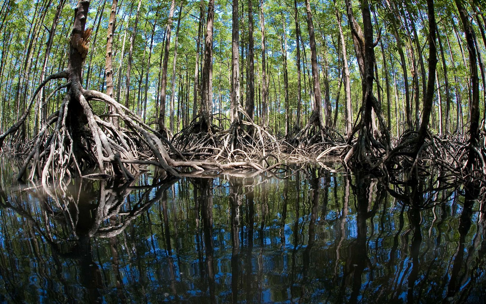 
                
                  Myanmar's Forests A pristine mangrove forest in the Mergui Archipelago of Myanmar.
                  © Ethan Daniels
                
              