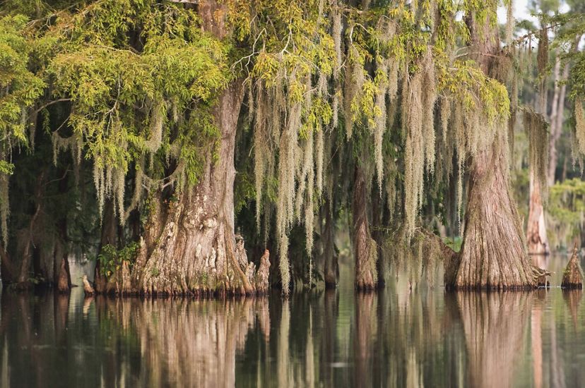The calm water of a bayou reflects the Spanish moss that hangs thickly from cypress trees.