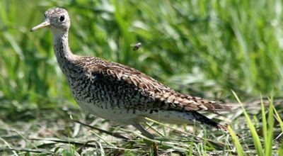 Upland sandpiper in bluestem grass.