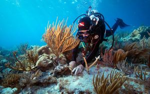 a scuba diver inspects a sea fan coral on a reef
