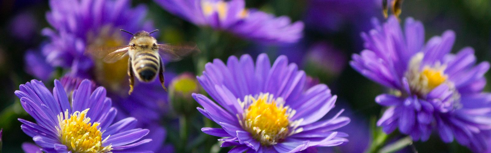 Closeup of a bee hovering near large purple flowers.