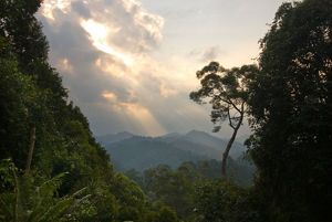 Sunlight streams through the clouds into a dense forest shrouded in mist, with mountains in the far distance.