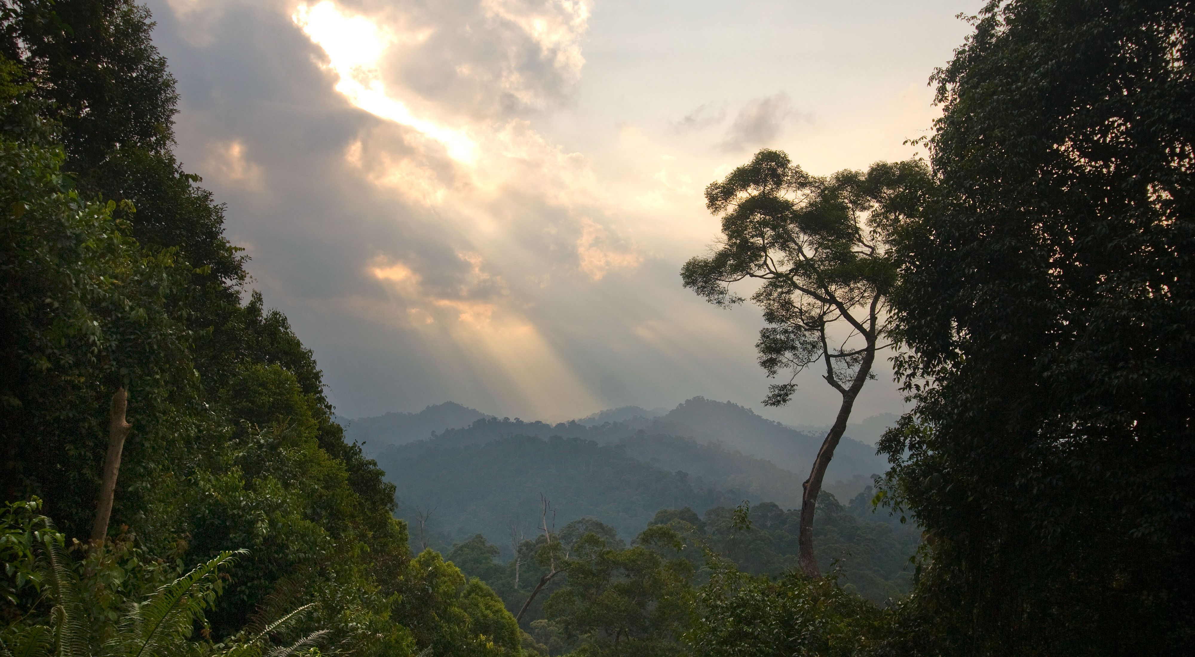 Sunlight streams through the clouds into a dense forest shrouded in mist, with mountains in the far distance.