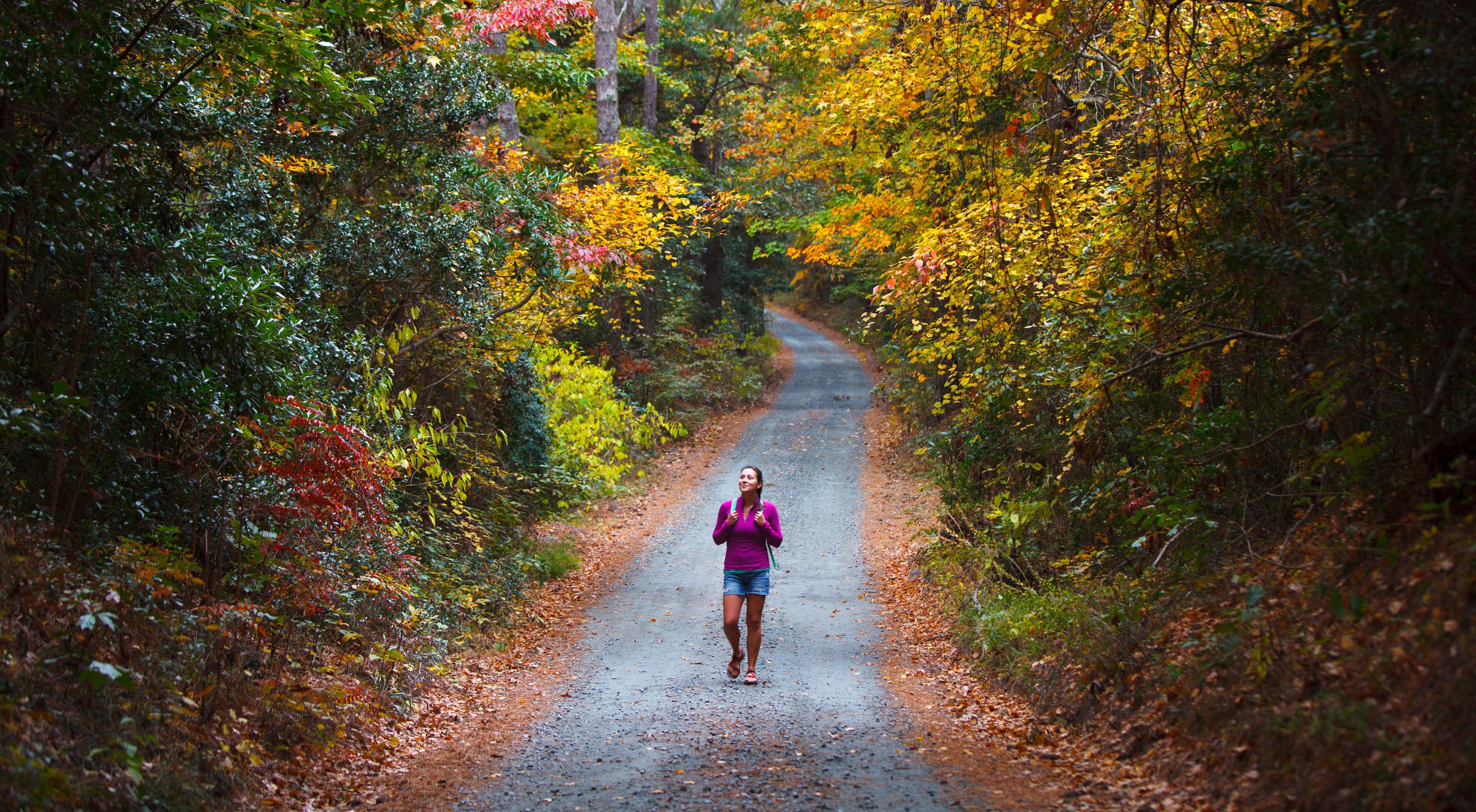 A hiker walks down a wide gravel road towards the camera with trees showing fall colors on either side.