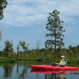 A man sitting in a red kayak wearing a yellow vest floats down a flat water stream. The wide channel is lined with tall cypress trees, some leafed out, some dead snags.