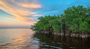 Healthy mangroves for resilient coasts.