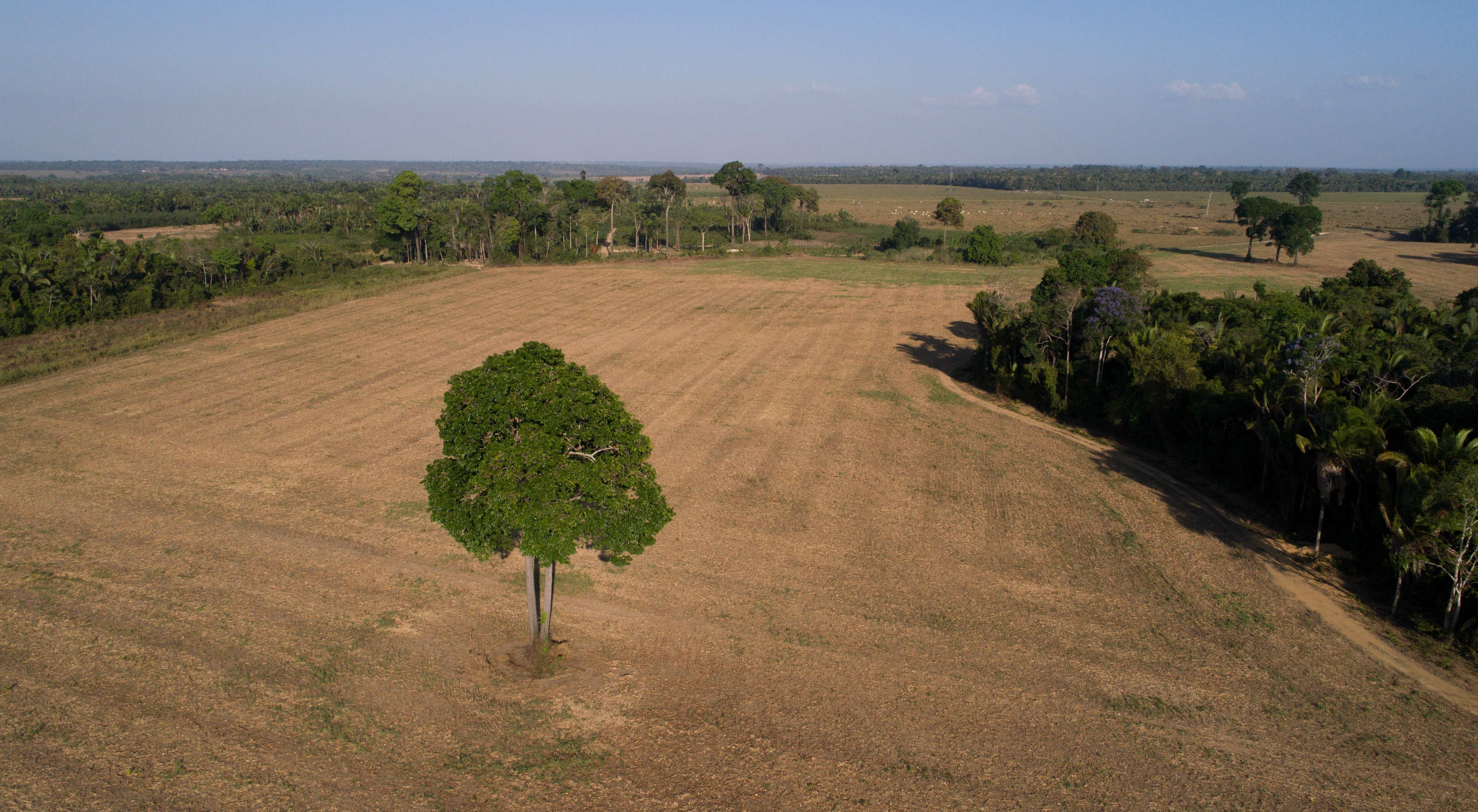 A lone tree on Mariana Menoli's soybean farm in the Santarem area of Brazil.     