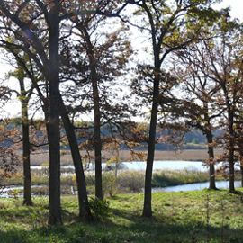 Oak trees near wetland area.