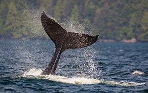 A whale tail breaches the water off the coast of British Columbia.