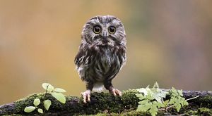 A northern saw-whet owl stands on a tree branch and looks at the camera.
