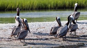 Seven brown pelicans sit on a beach made of crushed shells.