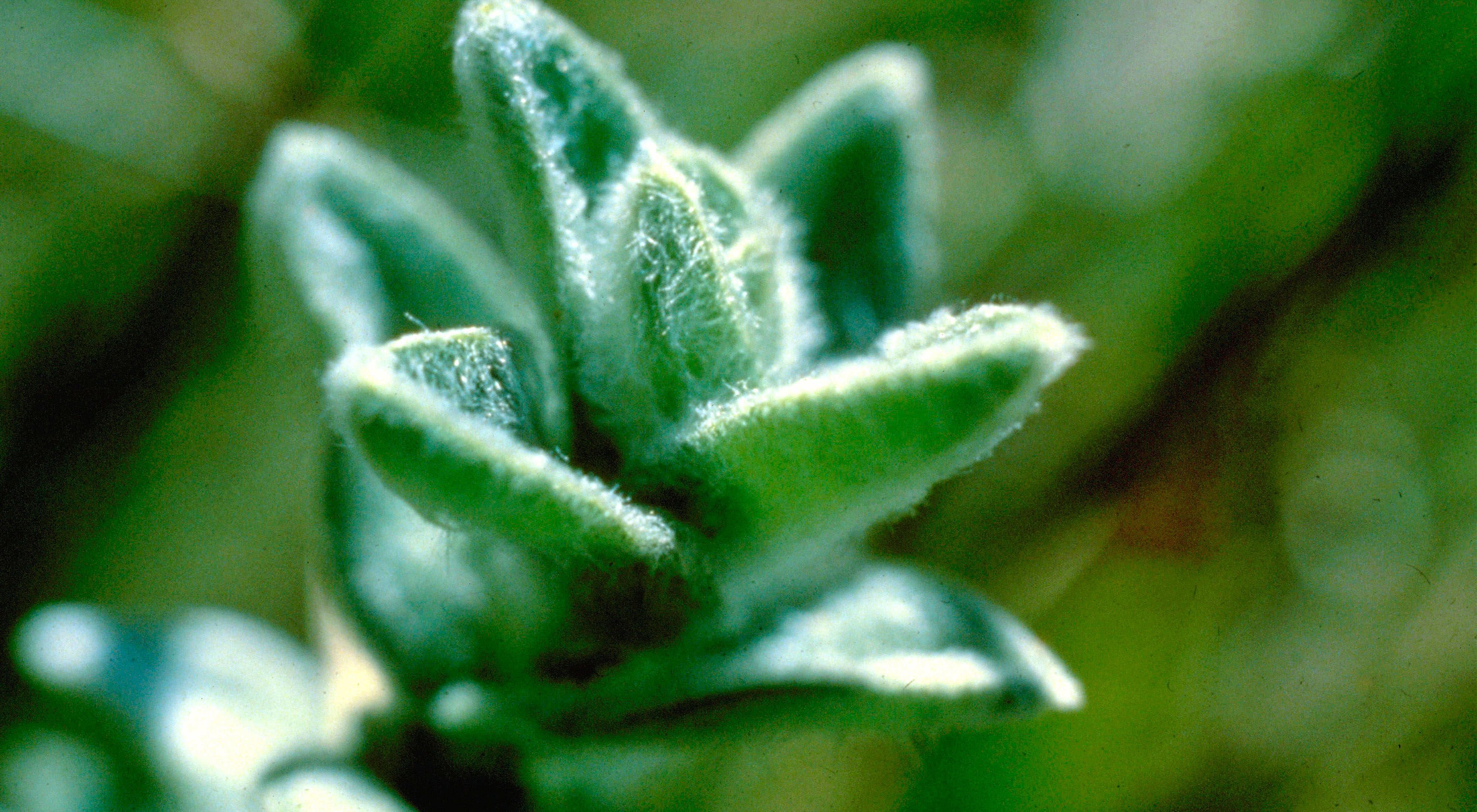 Close up view of a green plant with five fuzzy leaves beginning to open up in bloom.