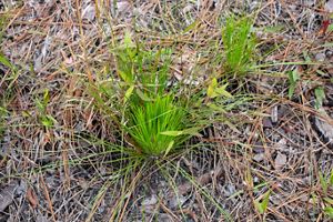 New longleaf pine growth on fire-treated land.
