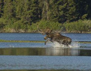 A male moose splashing through water several feet deep.