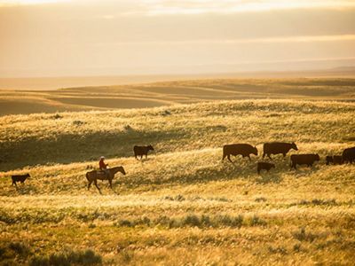 Landscape view of a person on horseback herding cattle across a vast golden grassland.