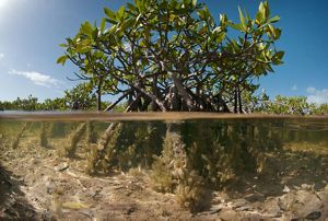 Mangrove photoed from the waterline showing the plant above and below the water. 